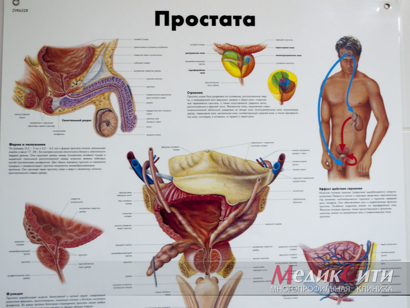 anatómia prostati)